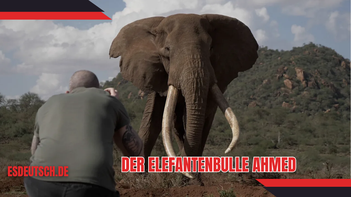 der elefantenbulle ahmed